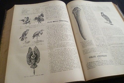 Le Naturaliste 1893 et 1894