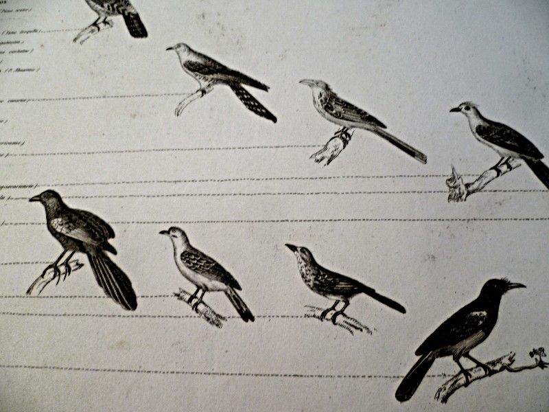Les oiseaux grimpeurs, planche issue du règne animal de Cuvier, première grande division les vertébrés : les oiseaux