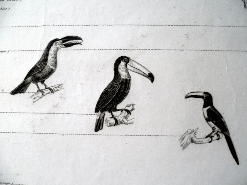 Les oiseaux grimpeurs, planche issue du règne animal de Cuvier, première grande division les vertébrés : les oiseaux