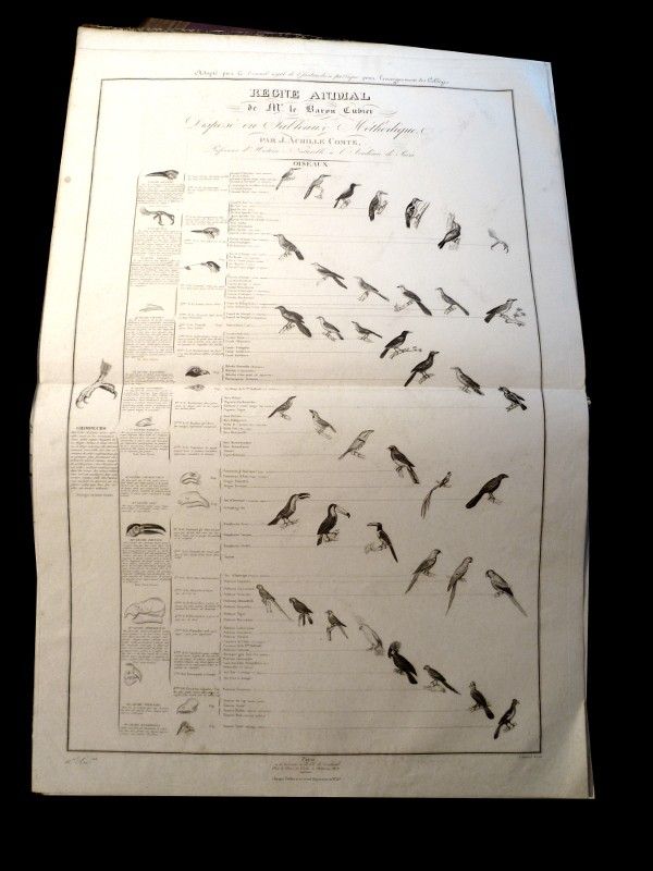 Les oiseaux grimpeurs, planche issue du règne animal de Cuvier, première grande division les vertébrés : les oiseaux