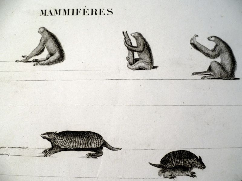 Les Mammifères édentés et cétacés, planche issue du règne animal de Cuvier, grande division des mammifères.