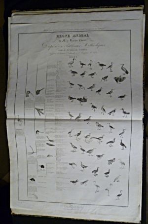 Les oiseaux échassiers, planche issue du règne animal de Cuvier, grande division des oiseaux