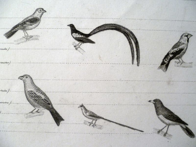 Les oiseaux passereaux, planche issue du règne animal de Cuvier,deuxième division des oiseaux