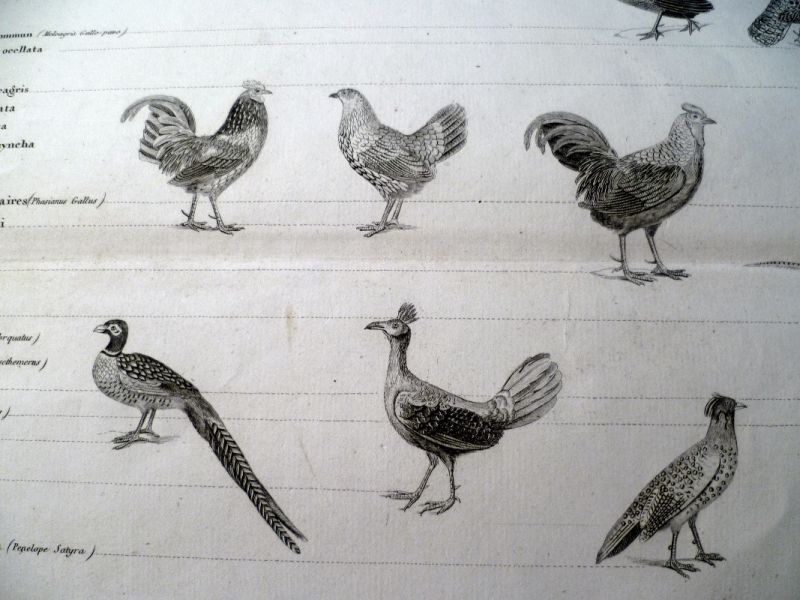 Les oiseaux gallinacés, planche issue du règne animal de Cuvier, troisième division des oiseaux