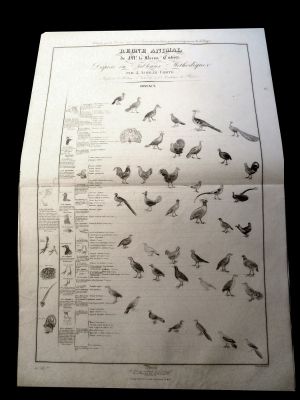 Les oiseaux gallinacés, planche issue du règne animal de Cuvier, troisième division des oiseaux