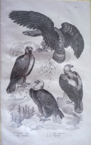 Gravure d'oiseaux (Buffon). Planche 1 : Grand Aigle, Aigle commun, Aigle impérial, Pigargue