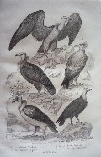 Gravure d'oiseaux (Buffon). Planche 3 : Grand Vautour, Vautour aigrette, Petit Vautour, Roi des Vautours, Urubu