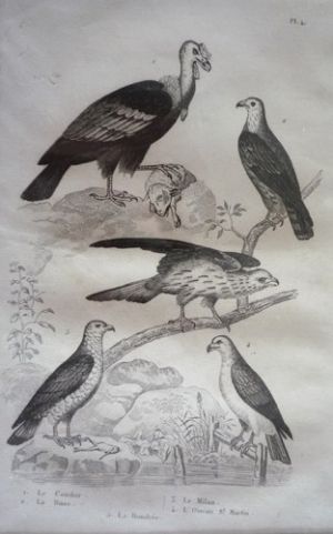 Gravure d'oiseaux (Buffon). Planche 4 : Condor, Buse, Milan, Oiseau St. Martin, Bondrée