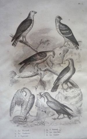 Gravure d'oiseaux (Buffon). Planche 5 : Busard, Soubuse, Epervier, Autour, Gerfaut, Lanier