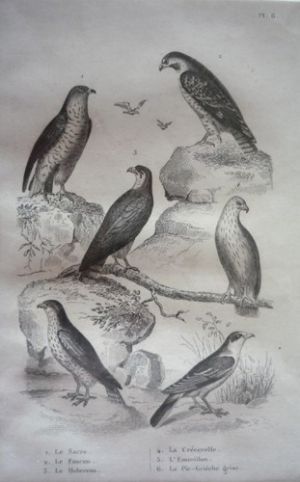 Gravure d'oiseaux (Buffon). Planche 6 : Sacre, Faucon, Hobereau, Crécerelle, Emerillon, Pie-grièche grise