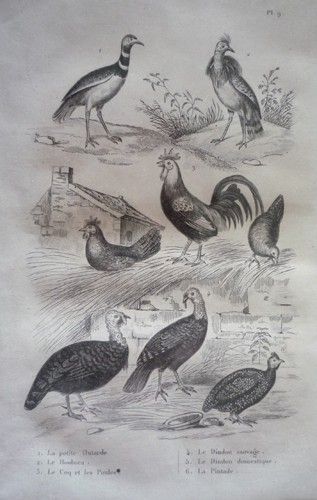 Gravure d'oiseaux (Buffon). Planche 9 : Petite Outarde, Houbara, Coq et Poules, Dindon sauvage, Dindon domestique, Pintade
