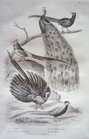 Gravure d'oiseaux (Buffon). Planche 11 : Paon, Faisan commun, Faisan doré, Argus