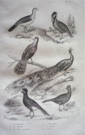 Gravure d'oiseaux (Buffon). Planche 12 : Katraka, Népaul, Paon Spicifère, Eperonnier, Hocco, Yacou