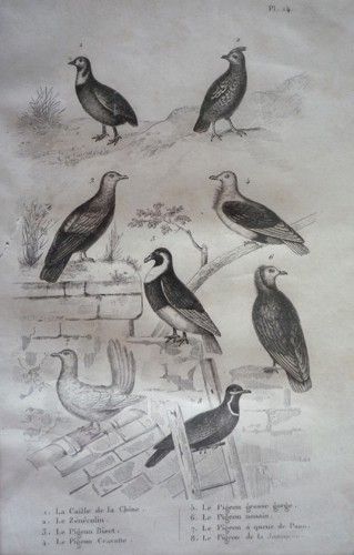 Gravure d'oiseaux (Buffon). Planche 14 : Caille de la Chine, Zénécolin, Pigeon Bizet, Pigeon Cravatte, Pigeon grosse gorge, Pigeon nonain, Pigeon à
