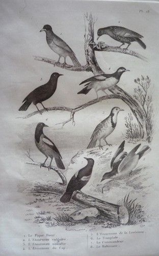 Gravure d'oiseaux (Buffon). Planche 18 : Pique Boeuf, Etourneau vulgaire, Etourneau unicolor, Etourneau du Cap, Etourneau de la Louisiane, Troupiale, 