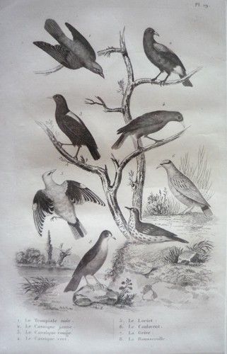 Gravure d'oiseaux (Buffon). Planche 19 : Troupiale noir, Cassique jaune, Cassique rouge, Cassique vert, Loriot, le Coulavent, la Grive, la Rousserolle