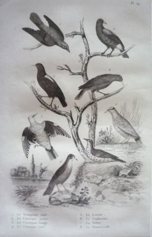 Gravure d'oiseaux (Buffon). Planche 19 : Troupiale noir, Cassique jaune, Cassique rouge, Cassique vert, Loriot, le Coulavent, la Grive, la Rousserolle