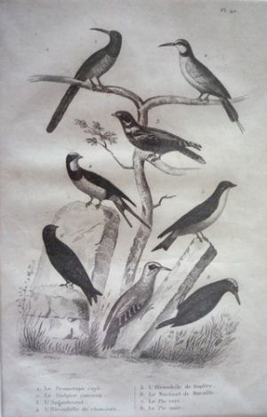 Gravure d'oiseaux (Buffon). Planche 40 : Promerops rayé, Guêpier commun, Angoulevent, Hirondelle de cheminée, Hirondelle de fenêtre, Martinet de m