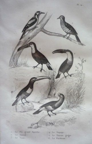 Gravure d'oiseaux (Buffon). Planche 41 : Pic grand Epeiche, Torcol, Toco, Toucan, Toucan grigri, Barbican