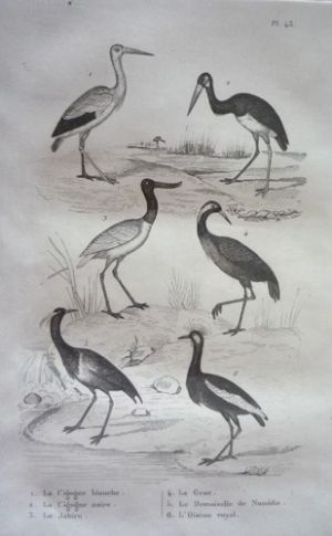 Gravure d'oiseaux (Buffon). Planche 43 : Cigogne blanche, Cigogne noire, Jabiru, Grue, Demoiselle de Numidie, Oiseau royal