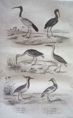 Gravure d'oiseaux (Buffon). Planche 47 : Ibis blanc, Ibis noir, Courlis, Courlieu, Vanneau, Vanneau armé