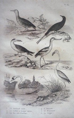 Gravure d'oiseaux (Buffon). Planche 52 : Goëland varié, Labbe à longue queue, Bec-en-ciseaux, Avocette, Flammant, Cygne
