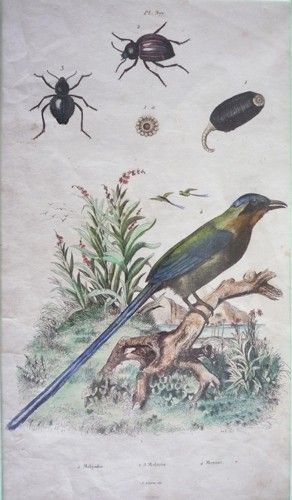 Gravure de Fries et Du Casse. Planche 377 : Molpadie, Moluris, Momot