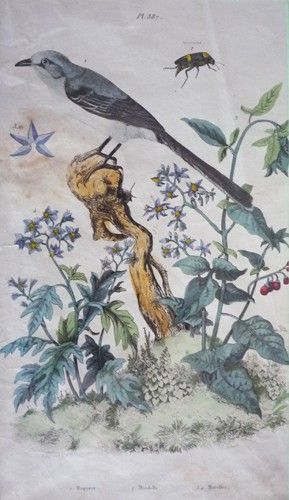 Gravure de Fries et Du Casse. Planche 387 : Moqueur, Mordelle, Morelles