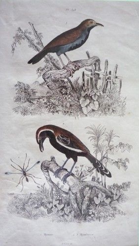 Gravure de Pedretti. Planche 398 : Mymar, Myiothères