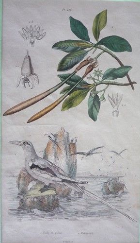 Gravure de Fries et Du Casse. Planche 446 : Paille en queue, Palétuvier