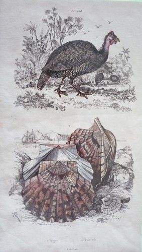 Gravure de Fries. Planche 468 : Peigne, Peintade