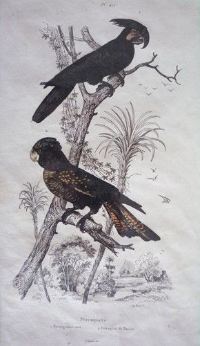 Gravure de Fries et Du Casse. Planche 477 : Mycroglosse noir, Perroquet de Banks
