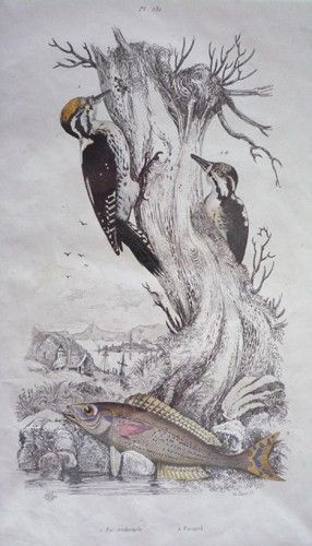 Gravure de Fries et Du Casse. Planche 531 : Pic tridactyle, Picarel