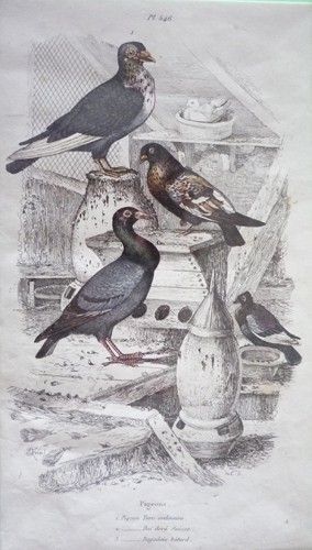 Gravure de Fries et Du Casse. Planche 546 : Pigeon Turc ordinaire, Pigeon bai doré Suisse, Pigeon Bagadais bâtard