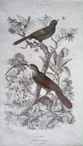 Gravure de Fries. Planche 548 (531 bis) : Picucule Promérops, Picucule Fauvette