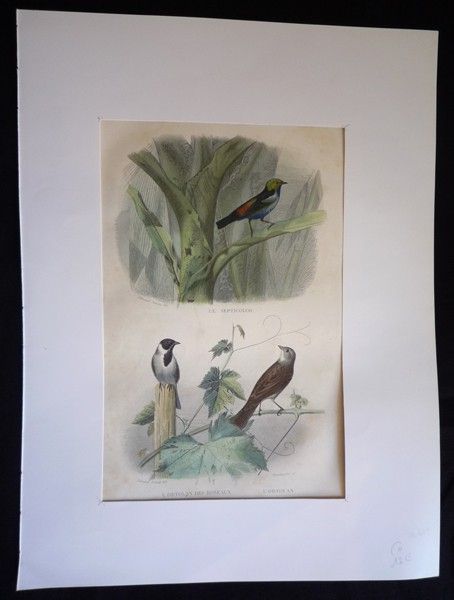 Gravure de Traviès : Septicolor, Ortolan des roseaux, Ortolan