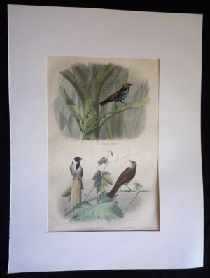 Gravure de Traviès : Septicolor, Ortolan des roseaux, Ortolan