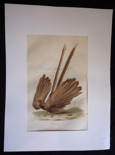 Gravure de Traviès : L'Argus