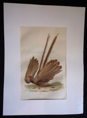 Gravure de Traviès : L'Argus