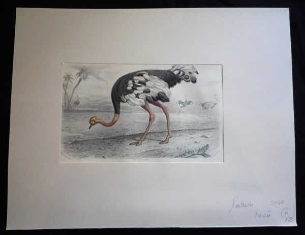 Gravure de Traviès : L'Autruche