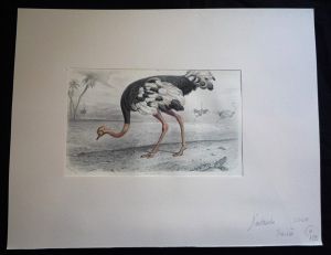Gravure de Traviès : L'Autruche