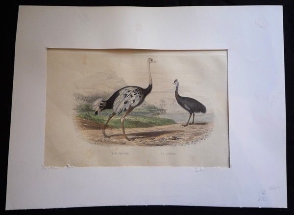 Gravure de Traviès : Autruche, Casoar
