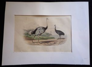Gravure de Traviès : Autruche, Casoar