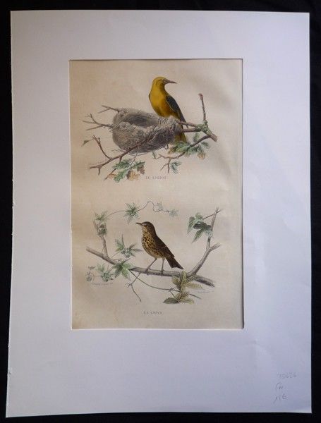 Gravure de Traviès : Loriot, Grive