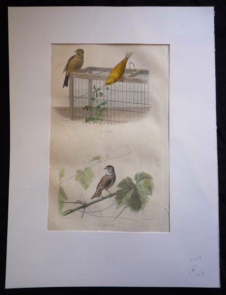 Gravure de Traviès : Serin, Linotte