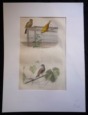 Gravure de Traviès : Serin, Linotte