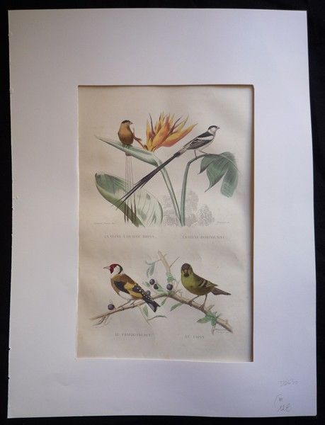 Gravure de Traviès : Veuve à quatre brins, Veuve dominicaine, Chardonneret, Tarin