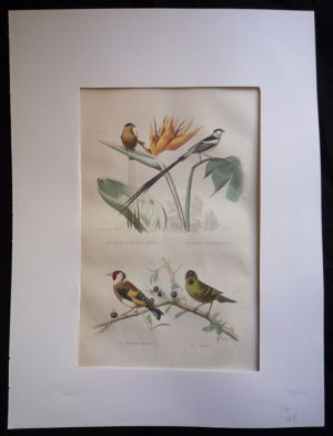 Gravure de Traviès : Veuve à quatre brins, Veuve dominicaine, Chardonneret, Tarin