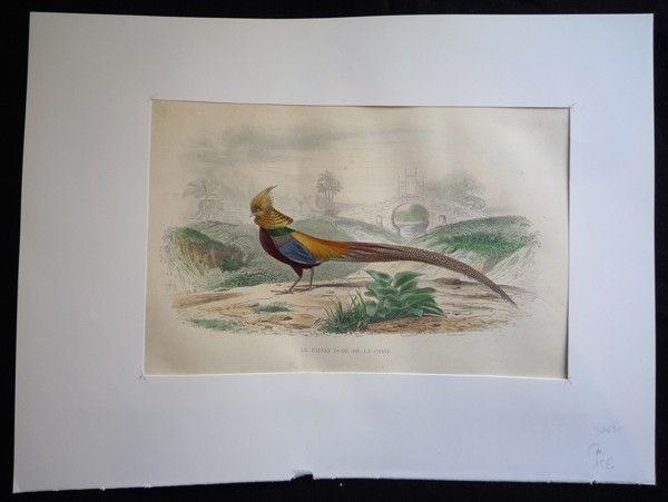 Gravure de Traviès : Le Faisan doré de la Chine