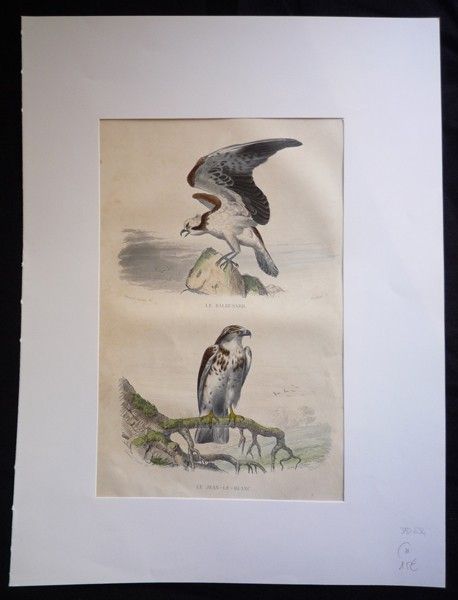 Gravure de Traviès : Balbusard, Jean-le-blanc